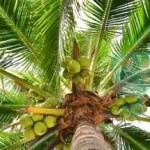 Coconut Oil Conundrum